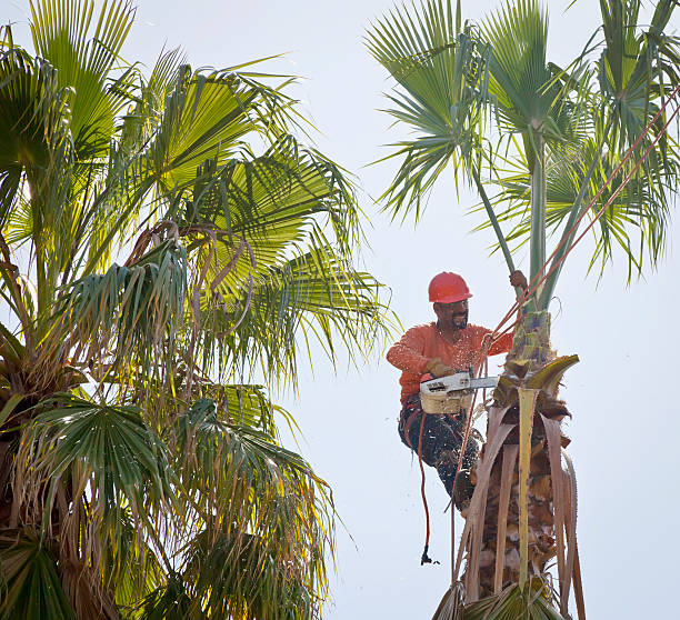 How Our Tree Care Process Works  in  Weslaco, TX